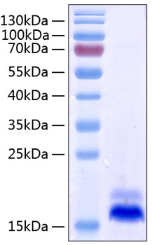 Recombinant human dr5 protein 100 µg