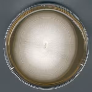 Agar à l extrait de malt pour la microbiologie 500 g