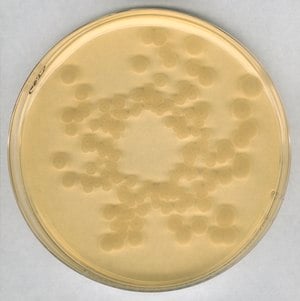 Tryptic soy agar, for microbiology 500 g