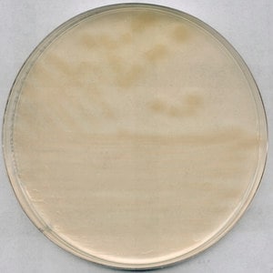 R2A Agar suitable for microbiology, GranuCult , 500 g