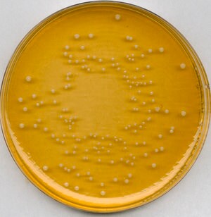 Universal beer agar for microbiology, 500 g