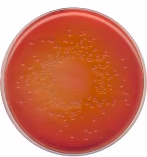 Macconkey agar microbiologically tested 500 g