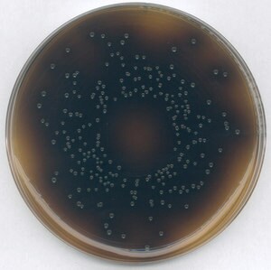 Agar sélectif oxford listéria (base) pour la microbiologie 500 g