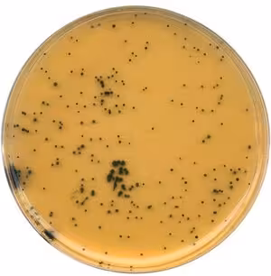 Agar tsc agar tryptose sulfite cyclosérine (base) pour la microbiologie 500 g