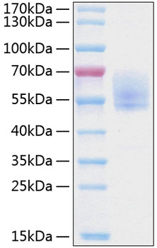 Recombinant human pdpn/podoplanin p rotein 20 µg