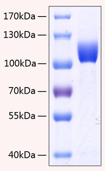 Recombinant human fgfr3/cd333 prote in 100 µg