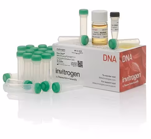 One shot max efficiency dh10b t1 phage-resistant cells- 21 x 50 µl