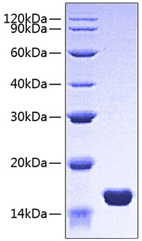 Recombinant human fabp3/h-fabp prot ein 50 µg
