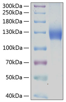 Recombinant human pdgfra/cd140a pro tein 20 µg