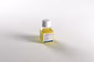 Amphotericin b 100 mL