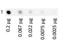 TRANSFERRIN Human FITC 1 mg