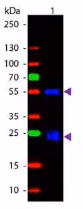 Anti-Rabbit IgG (H L) (Goat) Fluorescein 2 mg