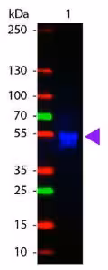 Anti-rabbit igg (h l) (goat) antibody atto 425 conjugated (min x bv ch gt gp ham hs hu ms rt sh serum proteins) - 611-