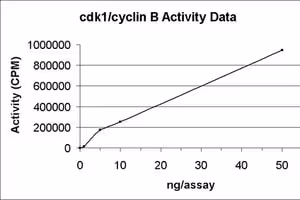 Cdk1/cyclin b active 10 µg