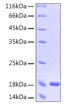 Recombinant human ifna1 protein 100 µg