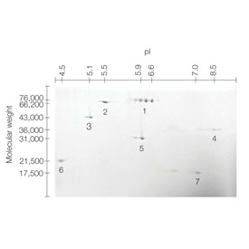 2-D SDS-PAGE Standards 500 microliter 0,5 mL