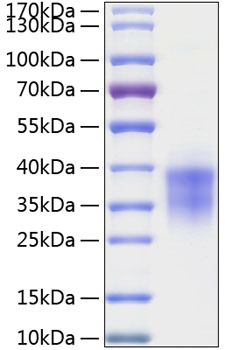 Recombinant human twsg1 protein 50 µg