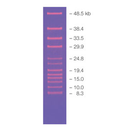 CHEF DNA Size Standard 8-48 kb ladder 0,12 mL
