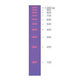 100 bp Molecular Ruler 0,25 mL