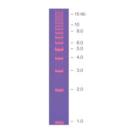 Molecular Ruler 1 kb 0,2 mL