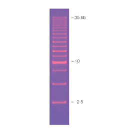 2.5 kb Molecular Ruler 0,4 mL