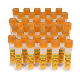 Iq sybr green supermix 2,000 x 50 µl rxns 50 ml (40 x 1.25 ml) 1 Kit