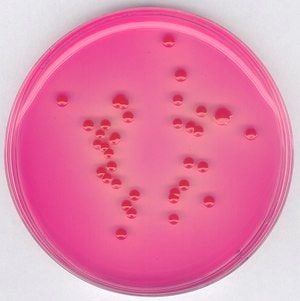 Dichloran rose bengal agar (base), for 500 g
