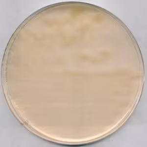 R-2a agar, for microbiology 500 g