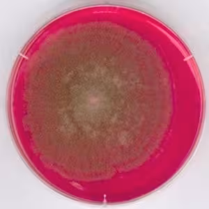 Rose bengal chloramphenicol agar, for 500 g