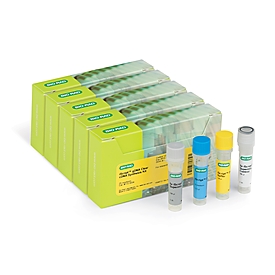 IScript gDNA Clear cDNA Synthesis 500 x 20 µl reactions  1 Kit