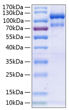 Recombinant human epha3 protein 20 µg