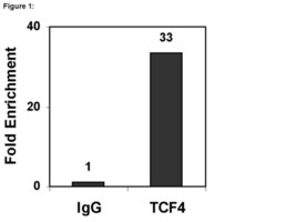 Chipab+ tcf-4 clone 6h5-3 1 kit