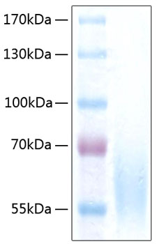 Recombinant human ceacam1 protein 50 µg