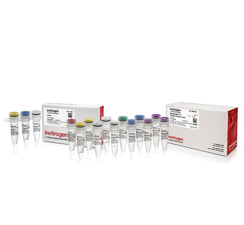 Superscript iv first-strand synthesis system with ezdnase enzyme 50 réactions