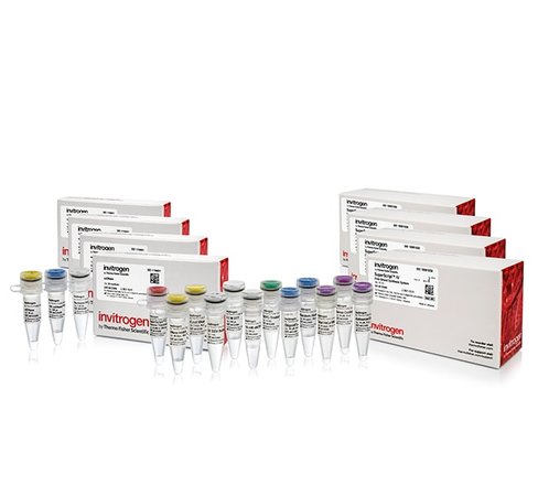 Superscript iv first-strand synthesis system with ezdnase enzyme 200 réactions
