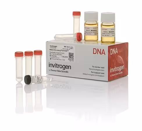 Max efficiency dh10b competent cells-5 x 200 µL