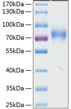 Recombinant human kir2dl3/cd158b2 p rotein 20 µg