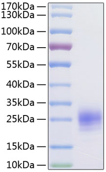 Recombinant human tslp protein 10 µg
