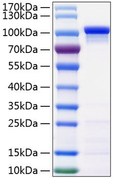 Recombinant human beta-catenin prot ein 50 µg