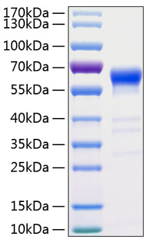 Recombinant human fas/cd95/apo-1/tn frsf6 protein 20 µg