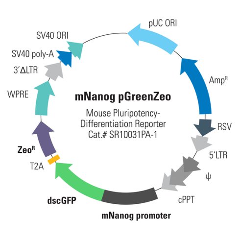 Mouse nanog stem cell differentiation reporter (pgreenzeo plasmid) 10 µg