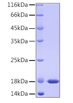 Recombinant human ppia protein 100 µg