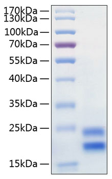 Recombinant human il-17a protein 100 µg