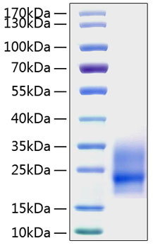 Recombinant mouse gm-csf/csf2 prote in 10 µg