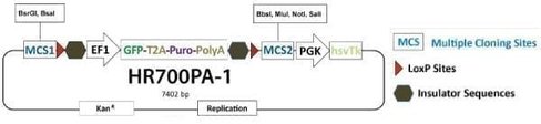 Gene knock-out hr targeting vector w/dual selection markers and negative selection against random integration 10 µg