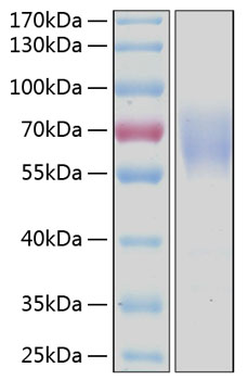 Recombinant human cd300a protein 10 µg