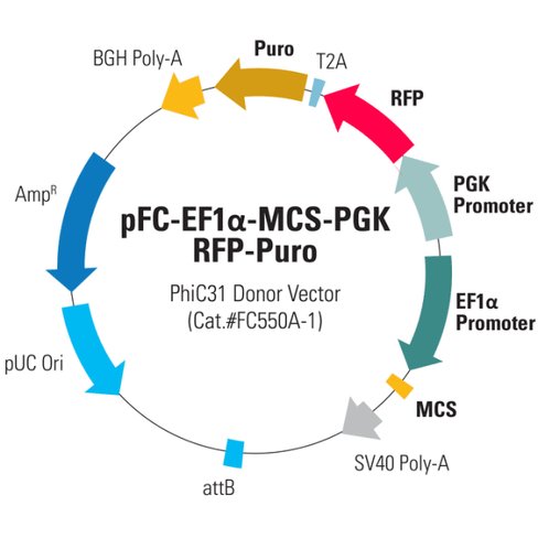 Pfc -ef1-mcs-pa-pgk-rfp-t2a-puro phic31 donor vector10 µg 10 µg