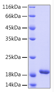 Recombinant human il-33 protein 100 µg