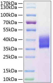 Recombinant human slamf5 protein (l y9b, slamf5, hcd84, mcd84) q9uib8 10 µg