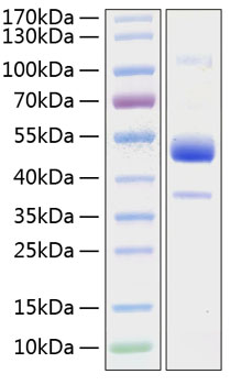 Recombinant human bmpr-ib/alk-6 pro tein 20 µg